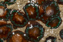 Polycyathus verrilli