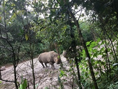 Ceratotherium simum