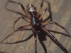 Araneae