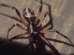 Araneae
