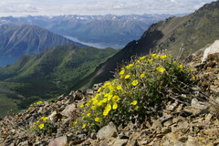 Potentilla × villosula