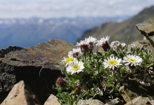 purple fleabane (Erigeron purpuratus)