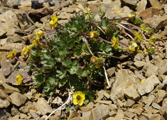 Ranunculus grayi