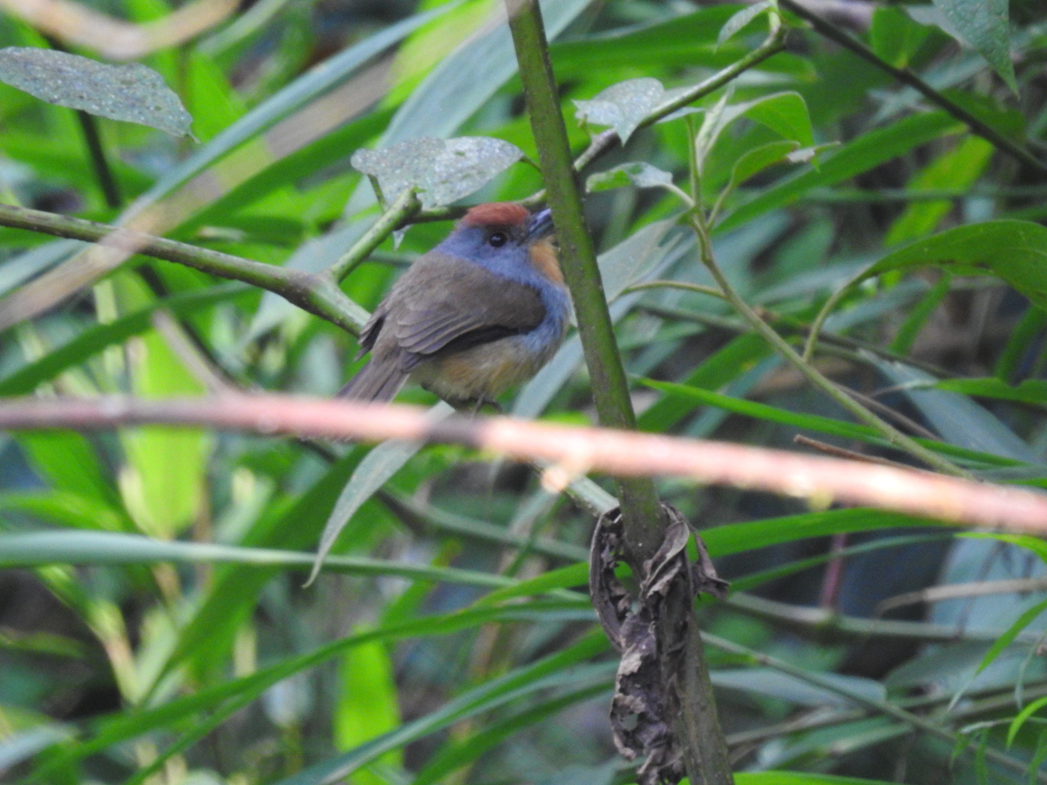 Rufous-capped Nunlet (Nonnula ruficapilla), photo 1