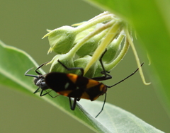 Oncopeltus famelicus