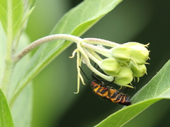 Oncopeltus famelicus