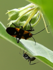 Oncopeltus famelicus