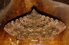Beriodesma sagulata