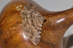 Beriodesma sagulata