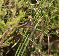 Austroaeschna flavomaculata