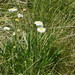 Tufted Daisy - Photo (c) Reiner Richter, some rights reserved (CC BY-NC-SA), uploaded by Reiner Richter