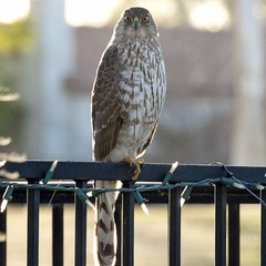Accipiter cooperii