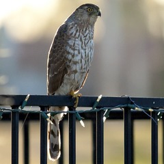 Accipiter cooperii