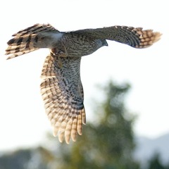 Accipiter cooperii