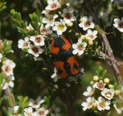 Castiarina delectabilis