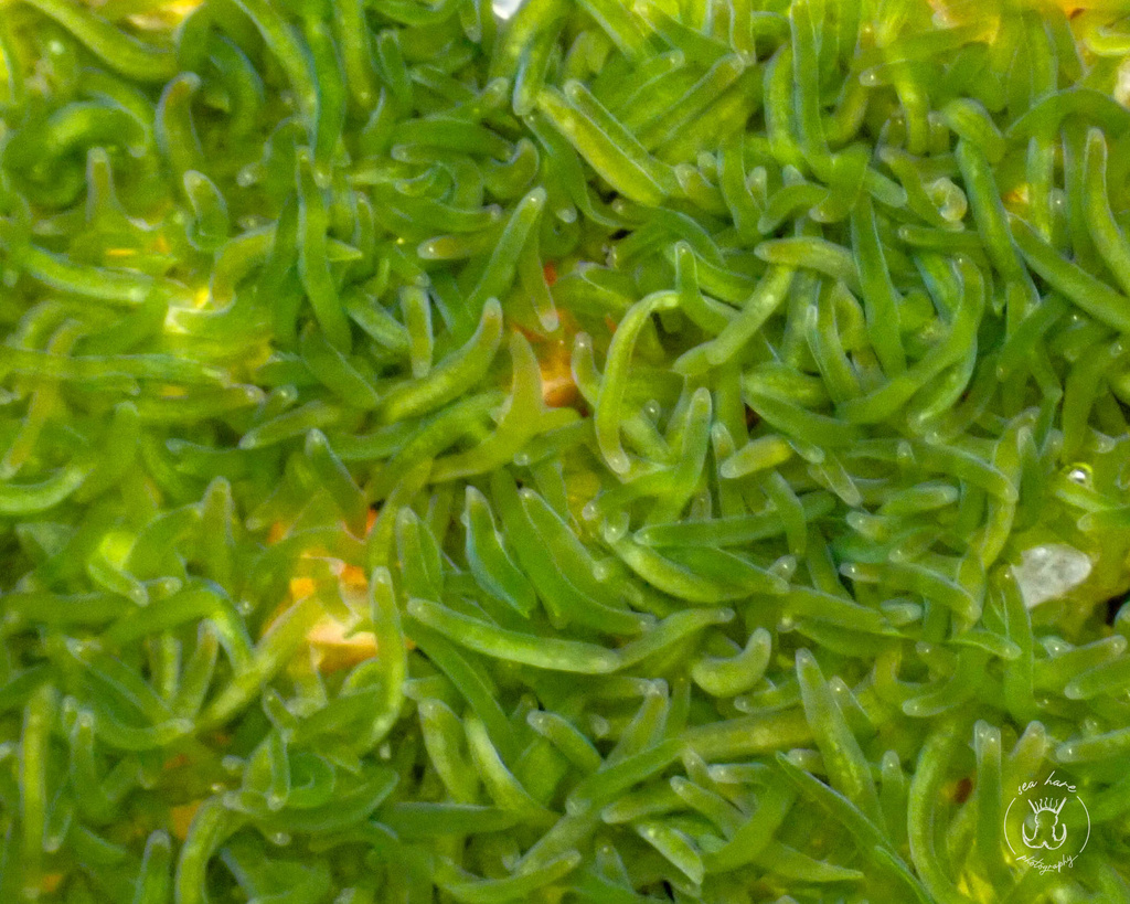 Mint sauce worm from North Atlantic Ocean, Jersey, GB on August 1, 2023 at 0242 PM by Lou