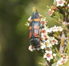 Castiarina delectabilis