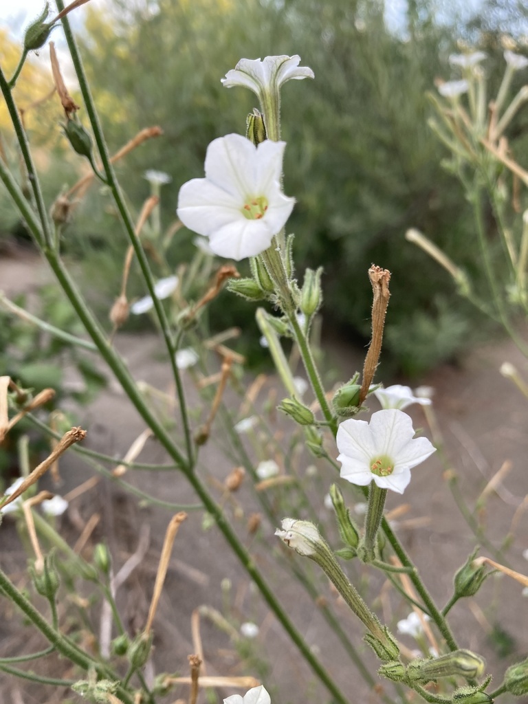 Coyote Tobacco from Sycamore Grove Park - Livermore Area Recreation and ...