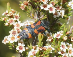 Castiarina delectabilis