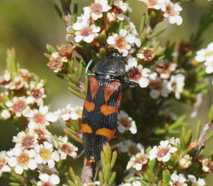 Castiarina delectabilis