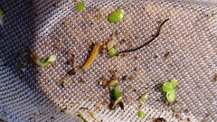 Annulipalpia