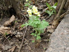 Corydalis bracteata