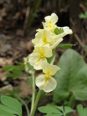 Corydalis bracteata