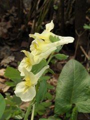 Corydalis bracteata