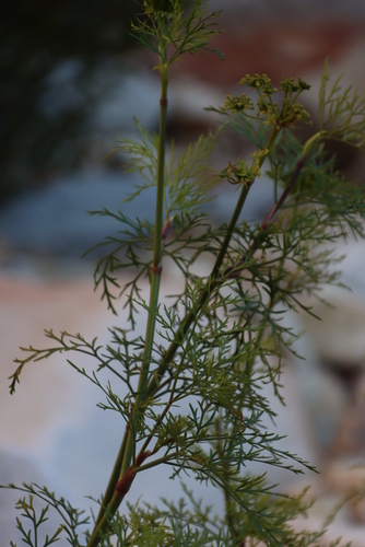 Image of Notobubon tenuifolium by (c) Tony Rebelo, some rights reserved (CC BY-SA)