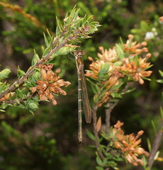 Austrolestes cingulatus