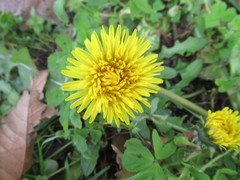 Taraxacum