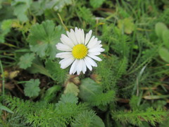 Bellis perennis