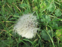 Taraxacum