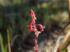 Rumex bucephalophorus