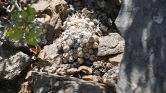 Conophytum ficiforme