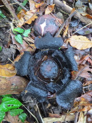 Rafflesia lobata