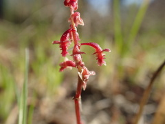 Rumex bucephalophorus