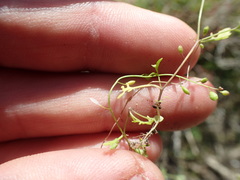 Hornungia procumbens