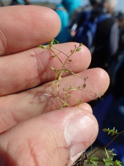 Hornungia procumbens
