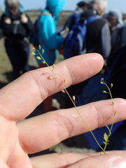 Hornungia procumbens