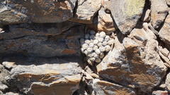 Conophytum ficiforme