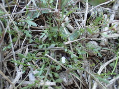 Hornungia procumbens