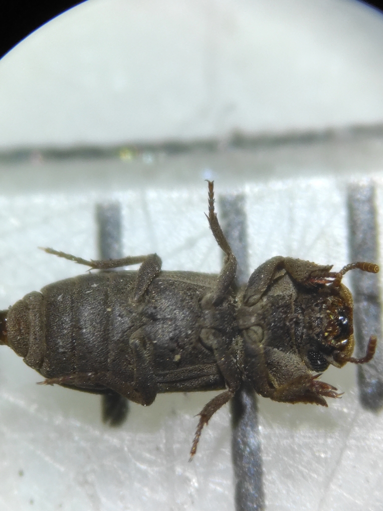 Cnemeplatia atropos