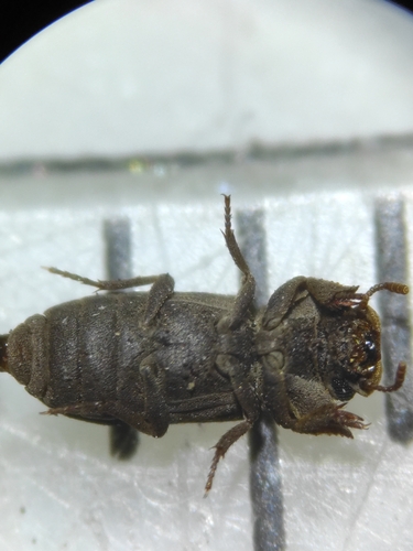 Cnemeplatia atropos