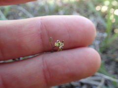 Hornungia procumbens