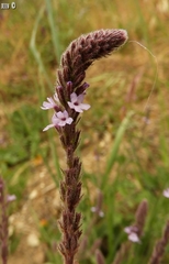 Verbena lasiostachys