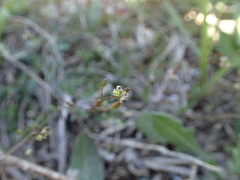 Hornungia procumbens