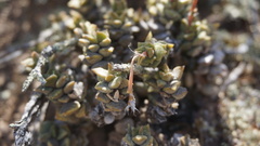 Anacampseros telephiastrum