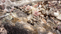 Anacampseros telephiastrum