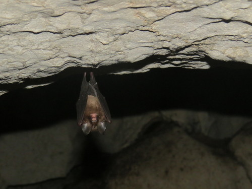 Philippine Dusky Leaf-nosed Bat (Hipposideros antricola) — Data Deficient Mammalia